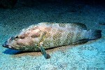 Foursaddle Grouper (Epinephelus spilotoceps)